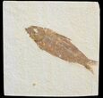Knightia Fossil Fish - Wyoming #71024-1
